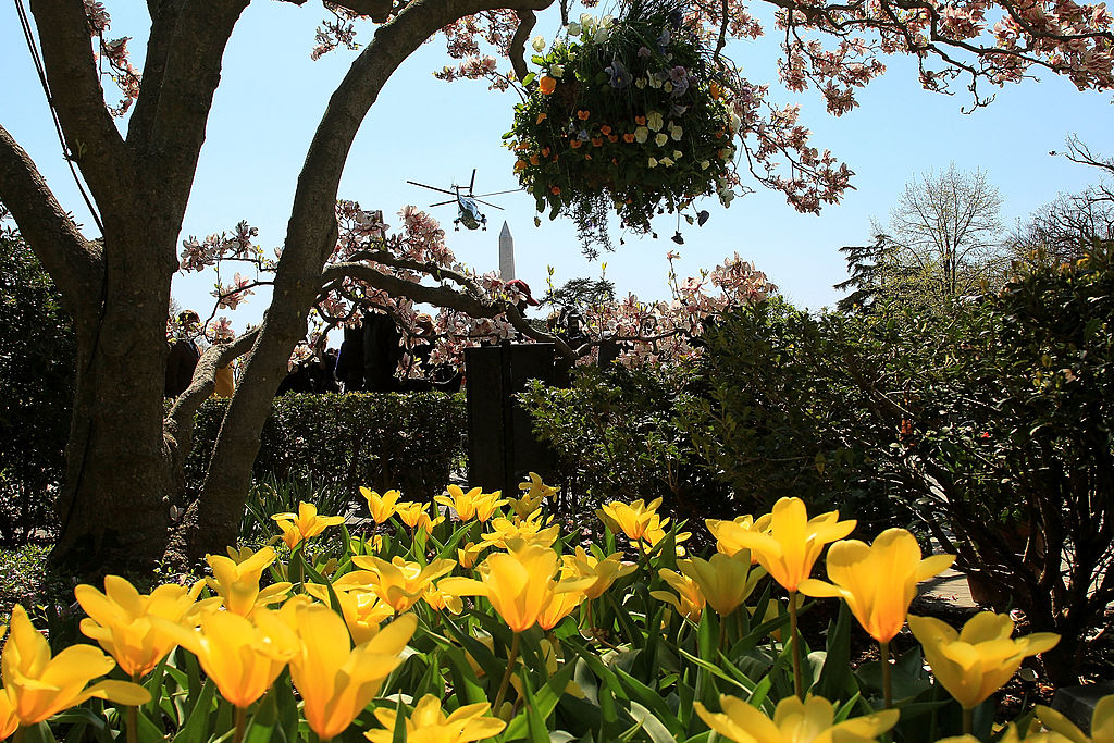 WASHINGTON, DC - APRIL 06: Flowers are in bloom in the Rose Garden as Marine One carrying U.S. President Barack Obama takes off from the south lawn of the White House on April 6, 2011 in Washington, DC.  President Obama is traveling to Pennsylvania and New York and will return later this evening.  (Photo by Mark Wilson/Getty Images)